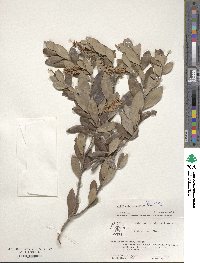 Cliftonia monophylla image