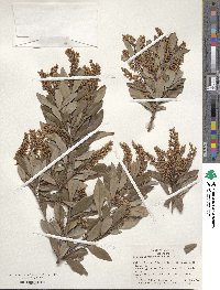 Cliftonia monophylla image