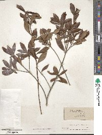 Cliftonia monophylla image