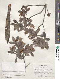 Cliftonia monophylla image