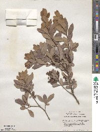 Cliftonia monophylla image