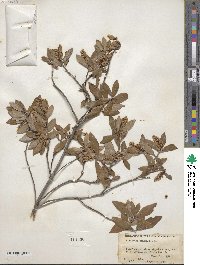 Cliftonia monophylla image