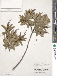 Cliftonia monophylla image