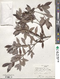 Cliftonia monophylla image