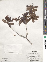 Cliftonia monophylla image