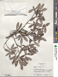 Cliftonia monophylla image