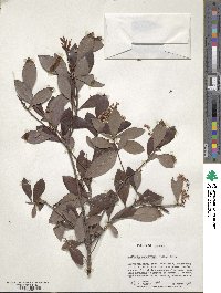 Cliftonia monophylla image