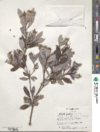 Cliftonia monophylla image