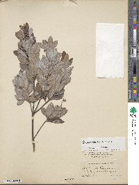 Cliftonia monophylla image