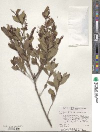 Cliftonia monophylla image