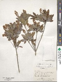 Cliftonia monophylla image