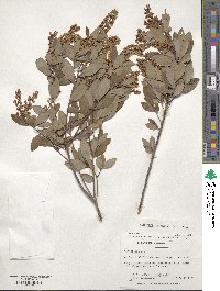 Cliftonia monophylla image