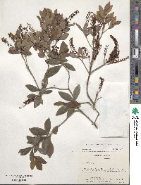 Cliftonia monophylla image