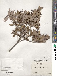 Cliftonia monophylla image