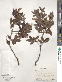 Cliftonia monophylla image