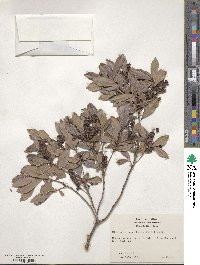 Cliftonia monophylla image