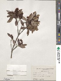 Cliftonia monophylla image