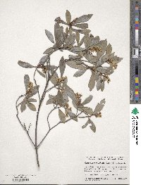 Cliftonia monophylla image