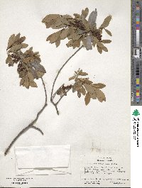 Cliftonia monophylla image