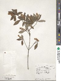 Cliftonia monophylla image