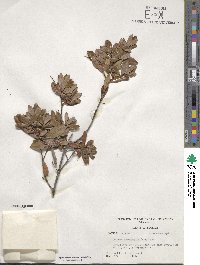 Cliftonia monophylla image