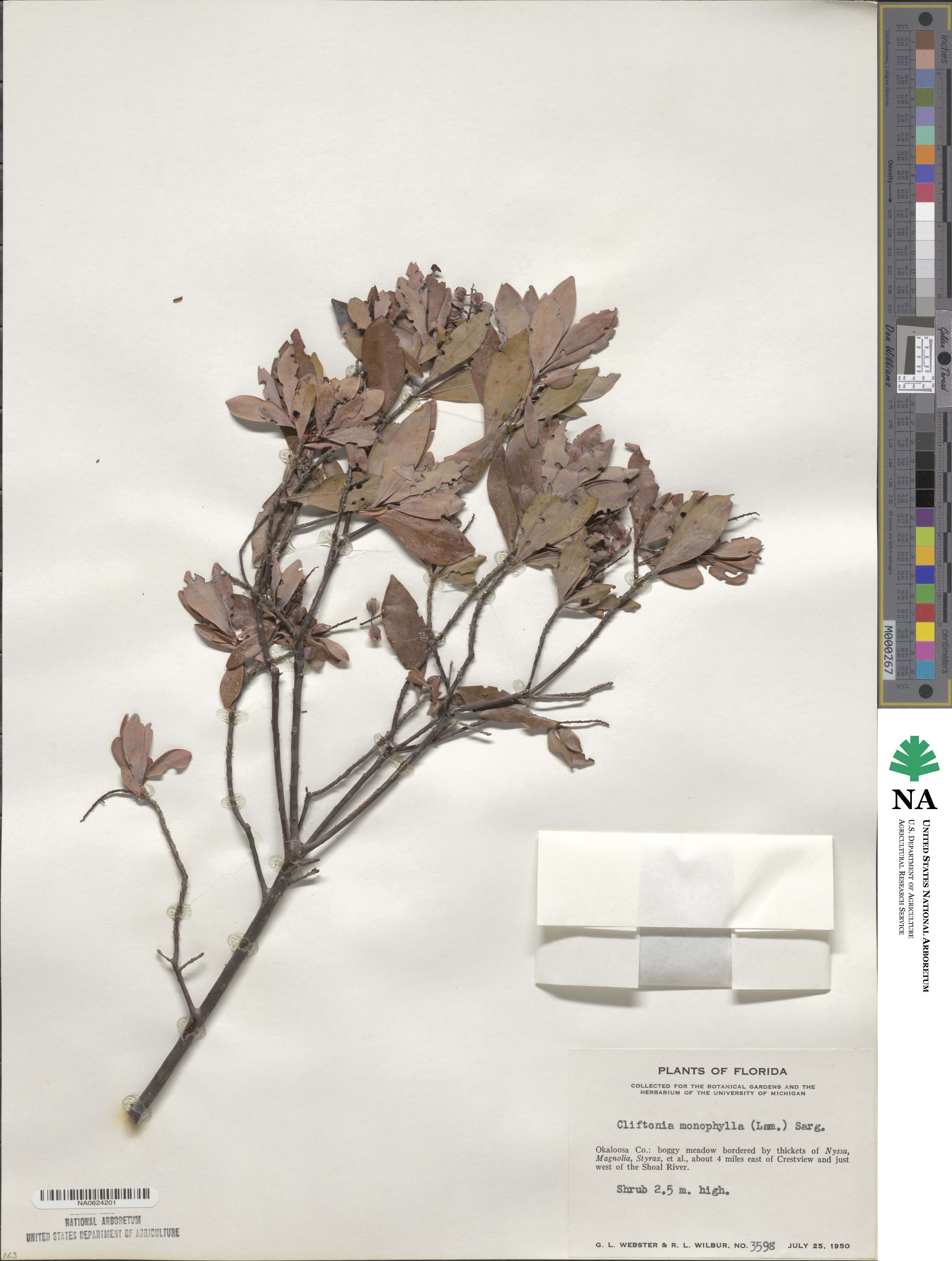 Cliftonia monophylla image