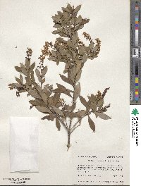 Cliftonia monophylla image