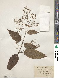 Dobinea vulgaris image
