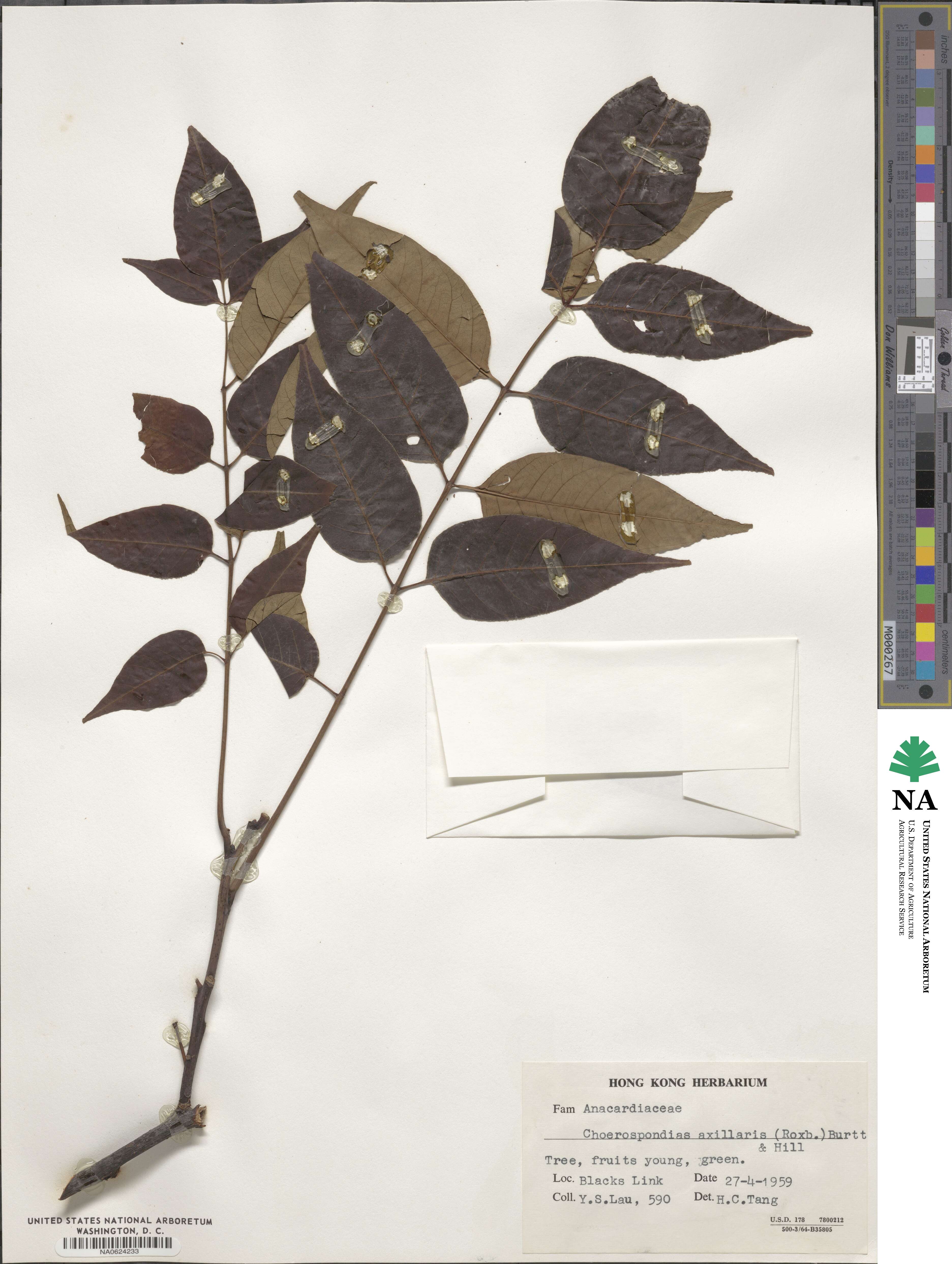 Choerospondias axillaris image