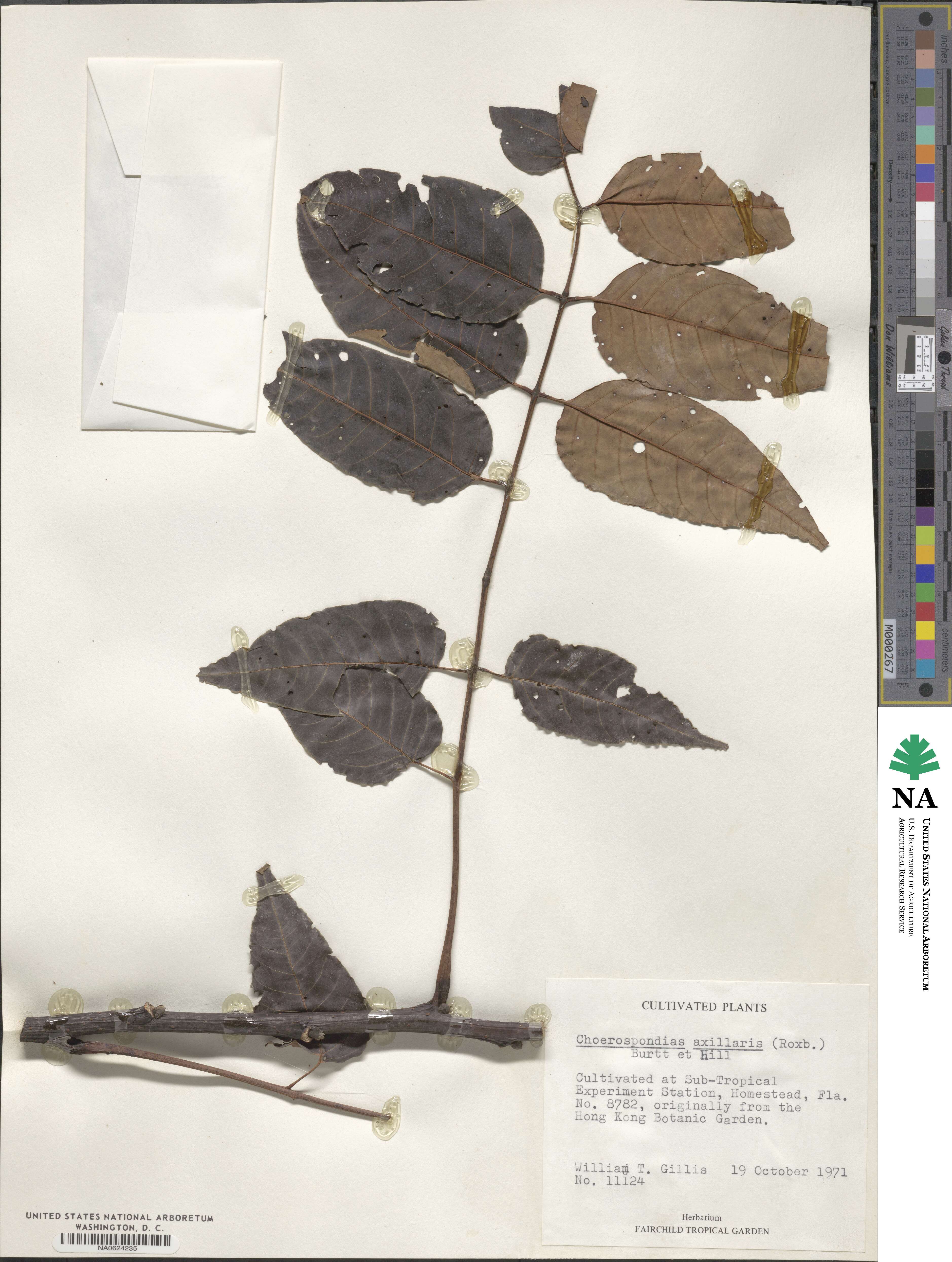 Choerospondias axillaris image