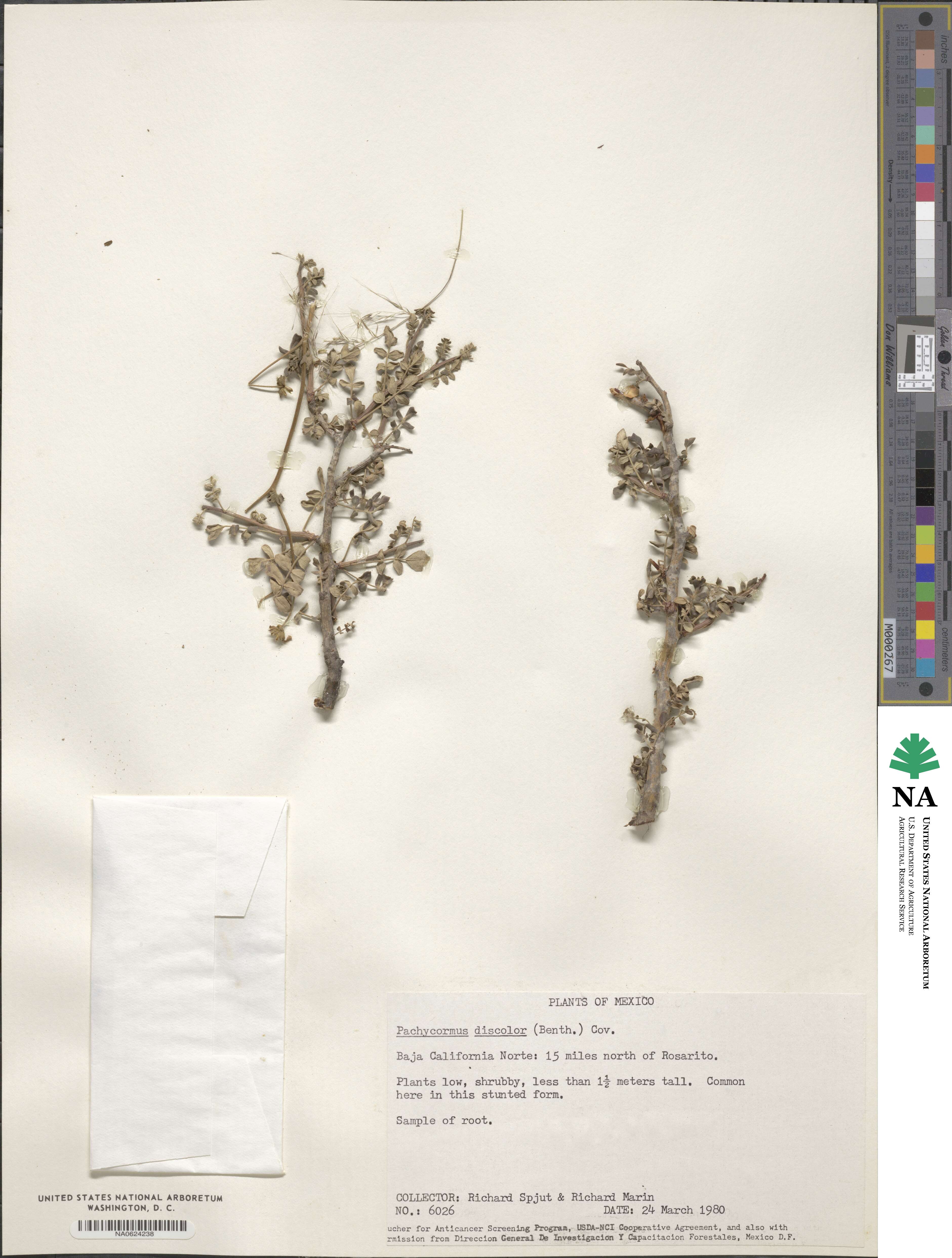Pachycormus discolor image