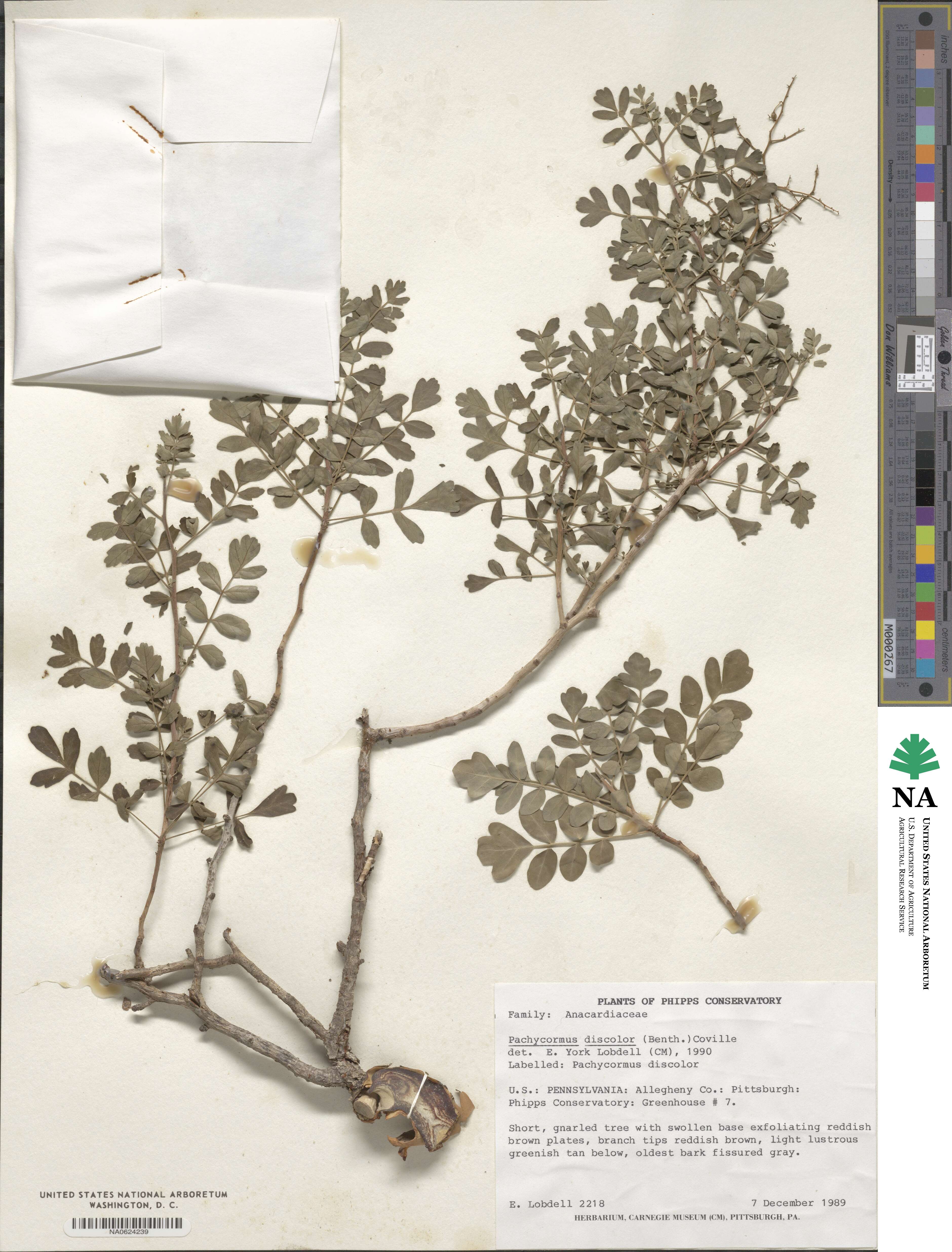 Pachycormus discolor image