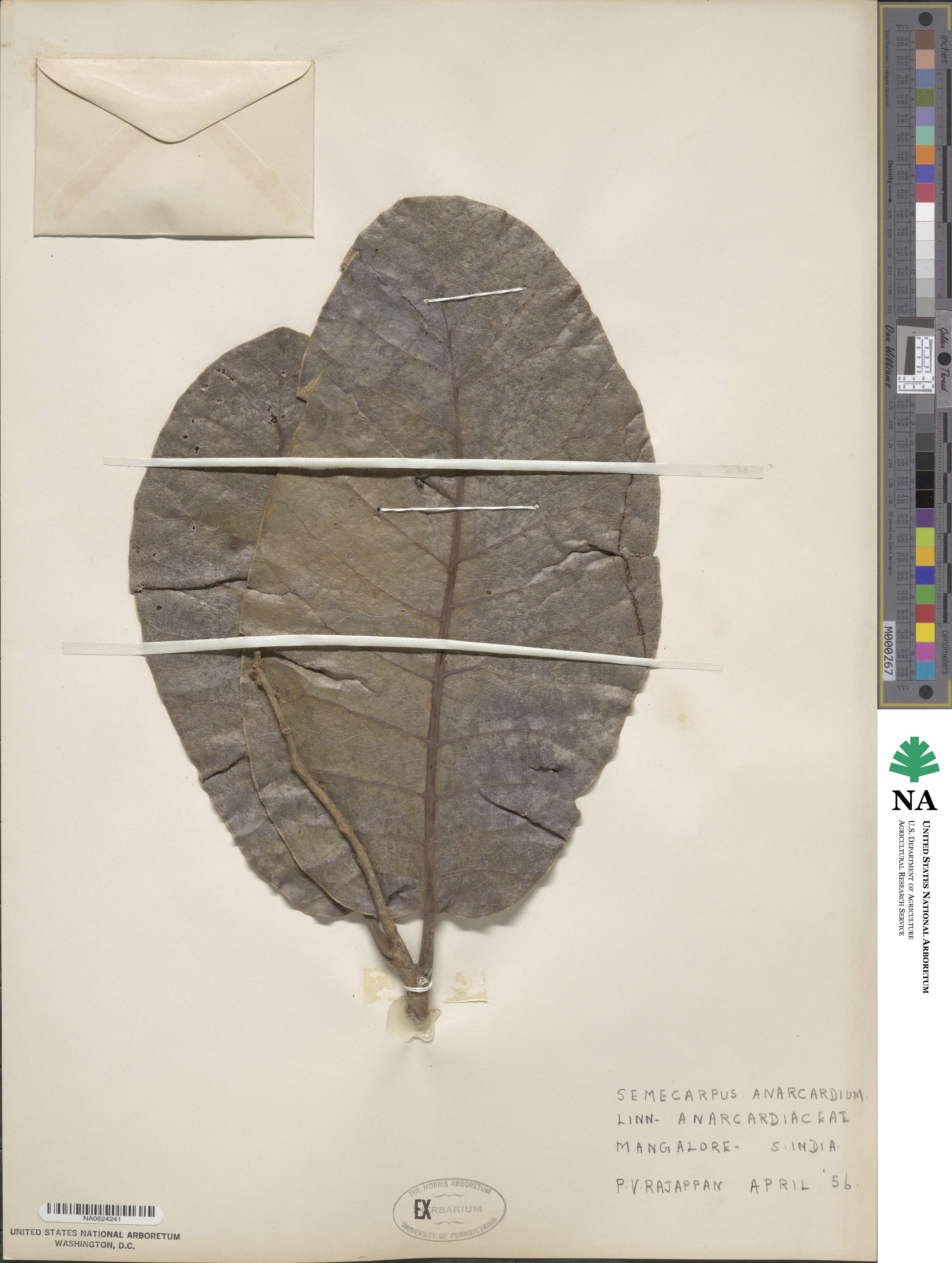 Semecarpus anacardium image