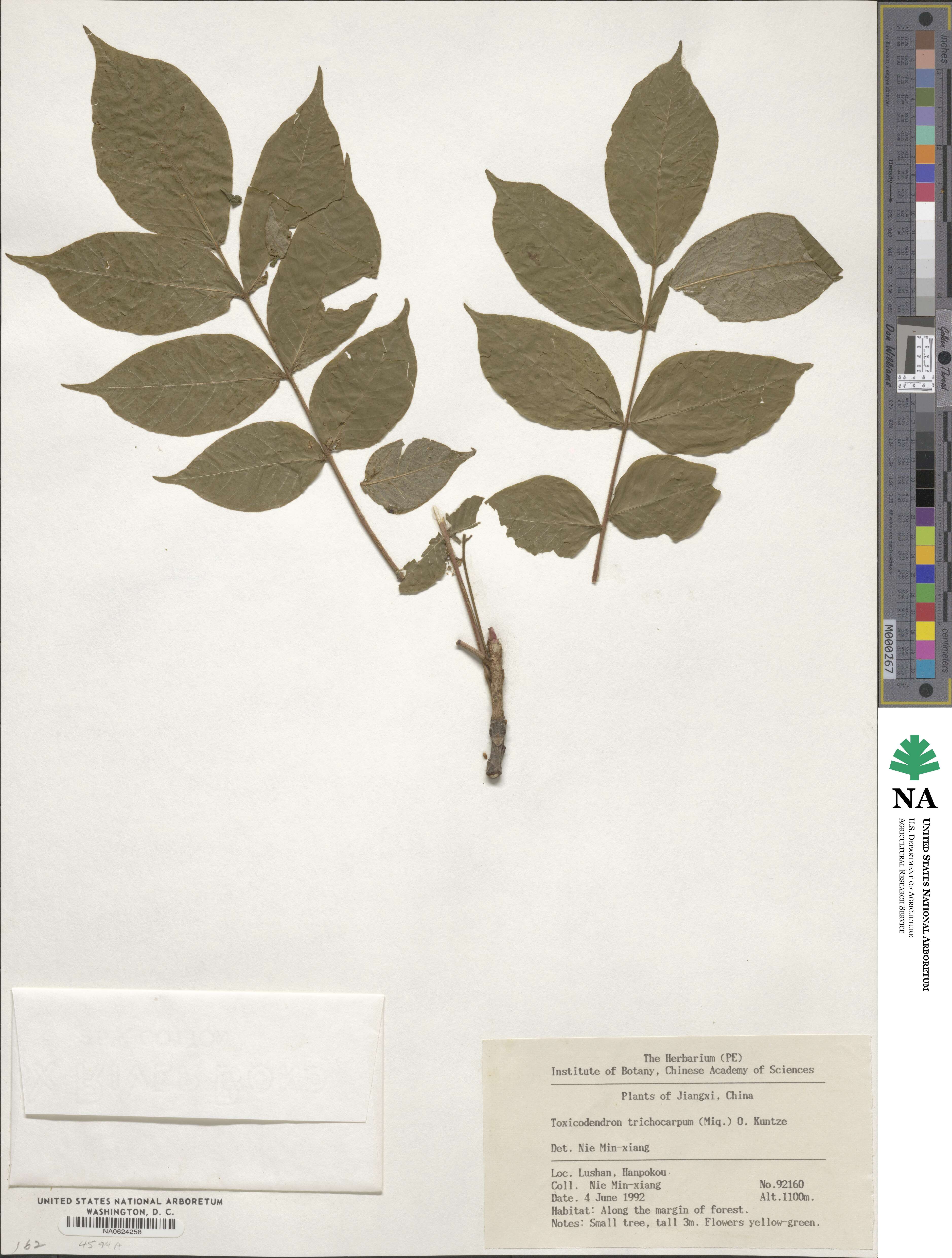 Toxicodendron trichocarpum image