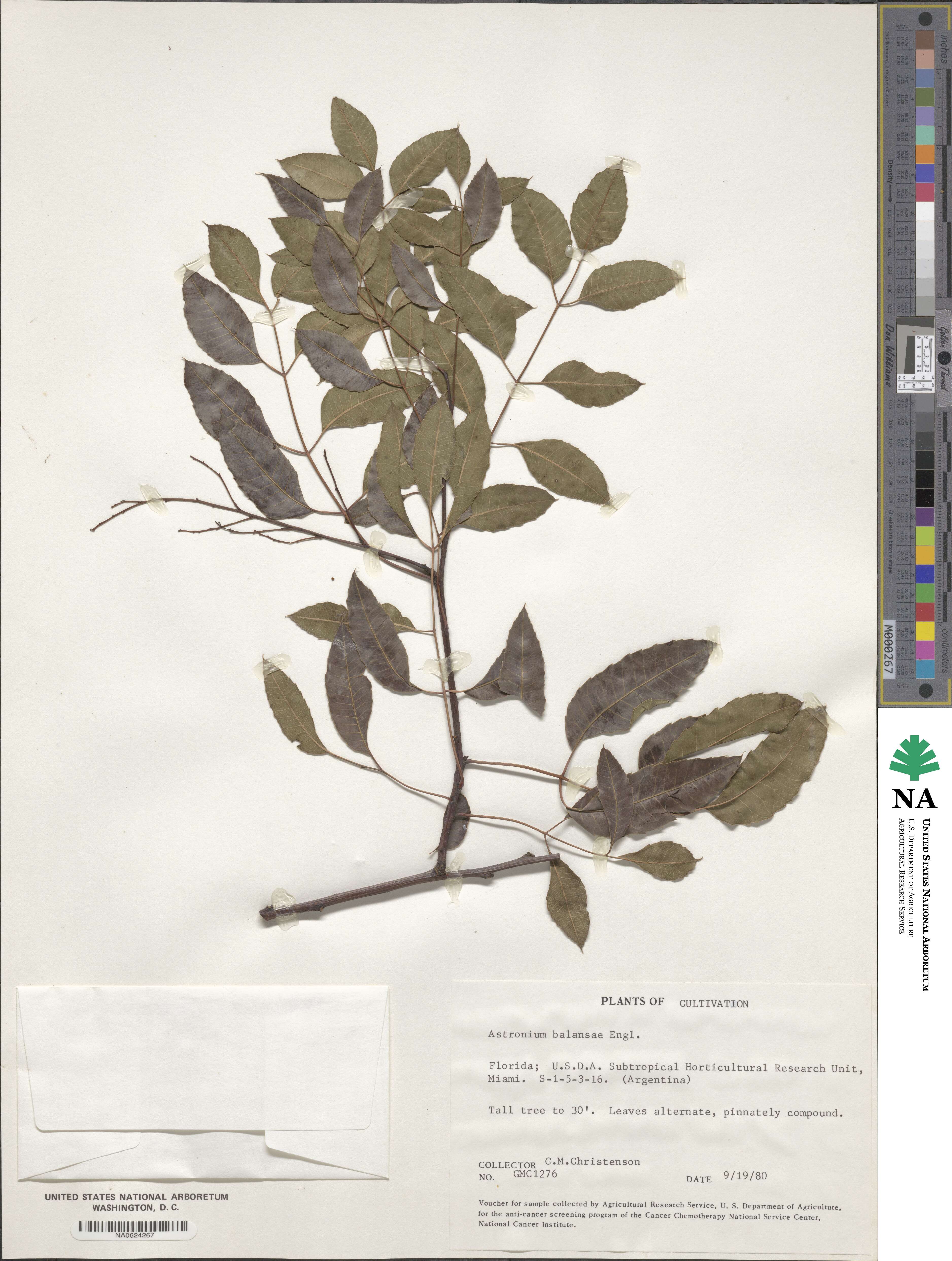Myracrodruon balansae image