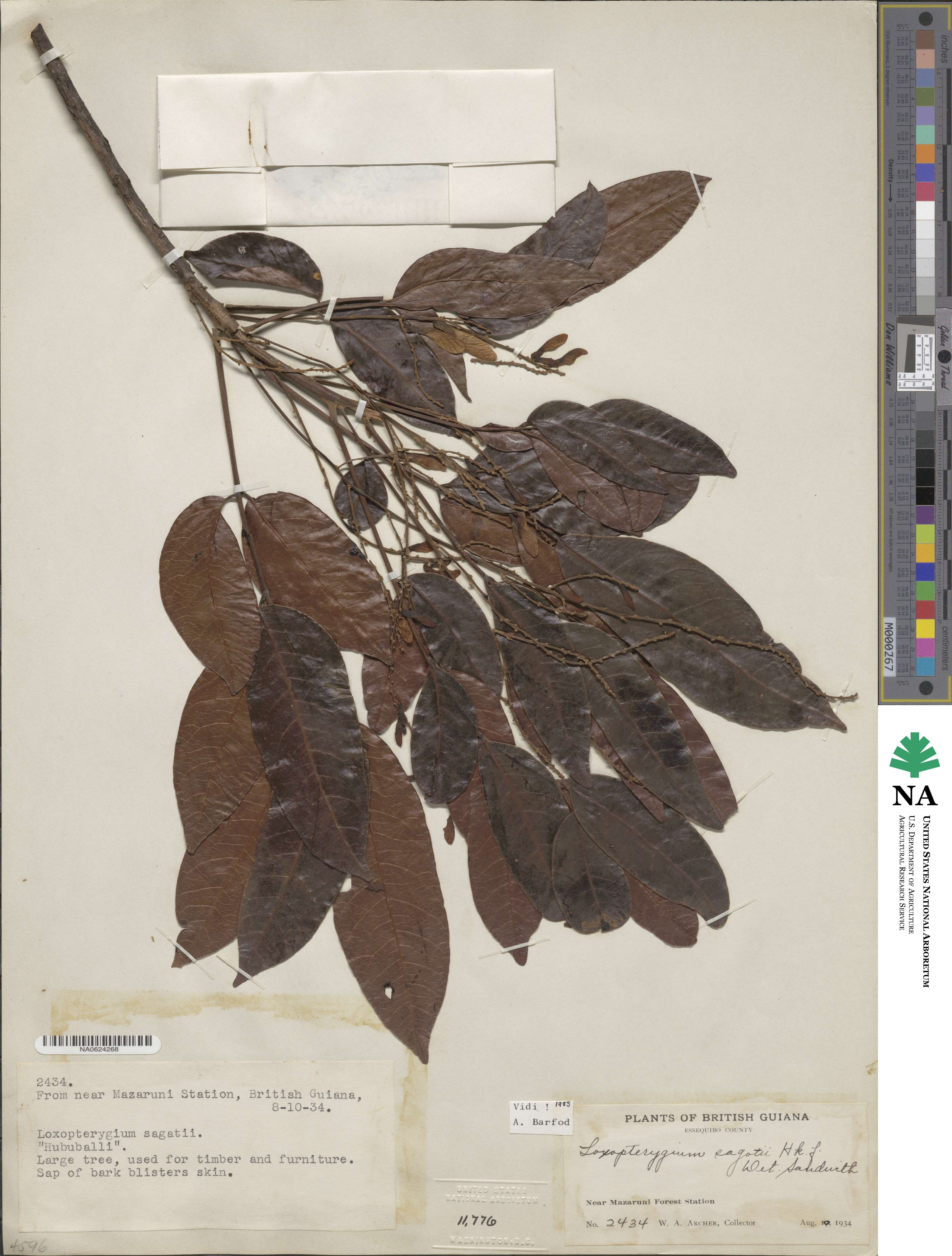 Loxopterygium sagotii image