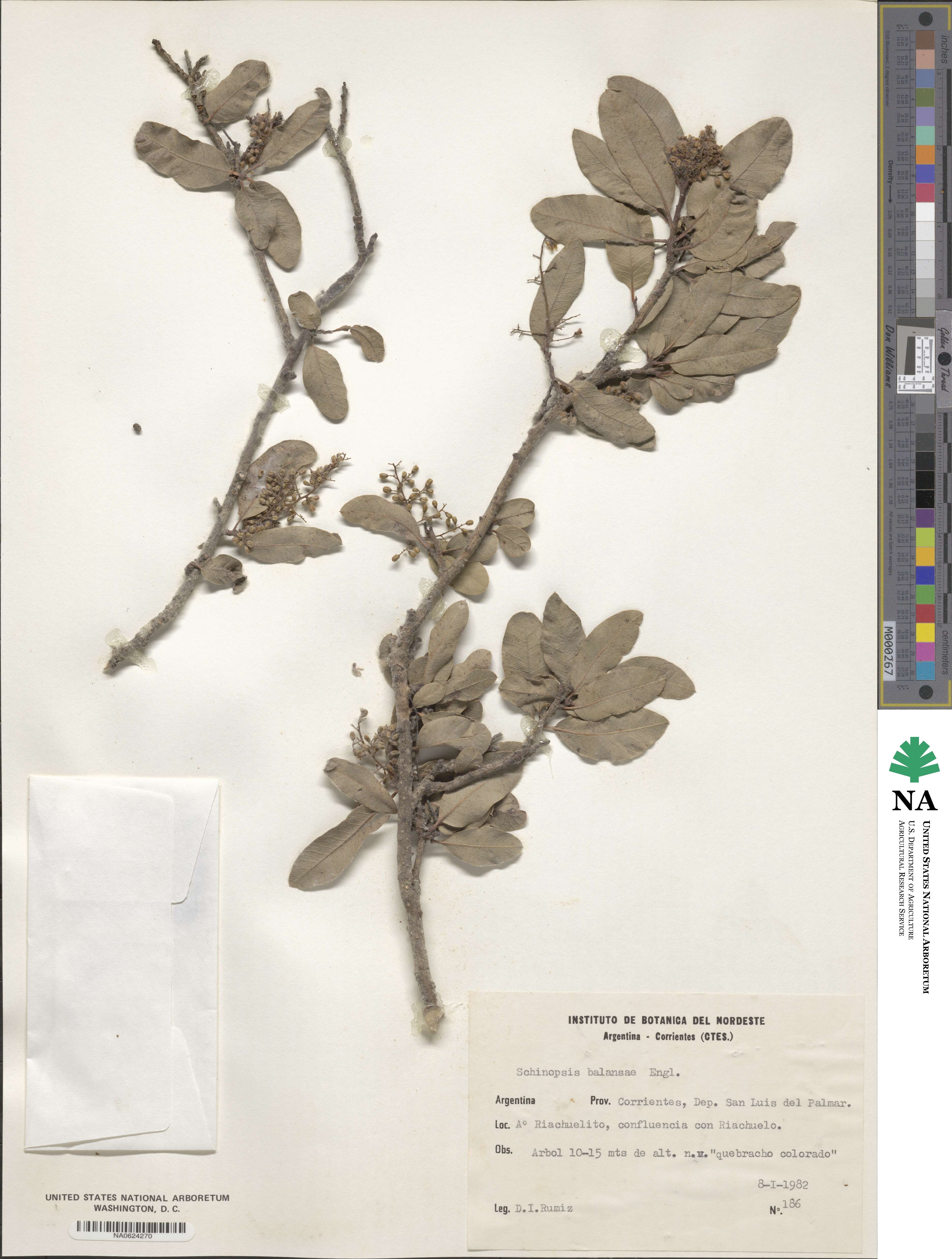 Schinopsis balansae image