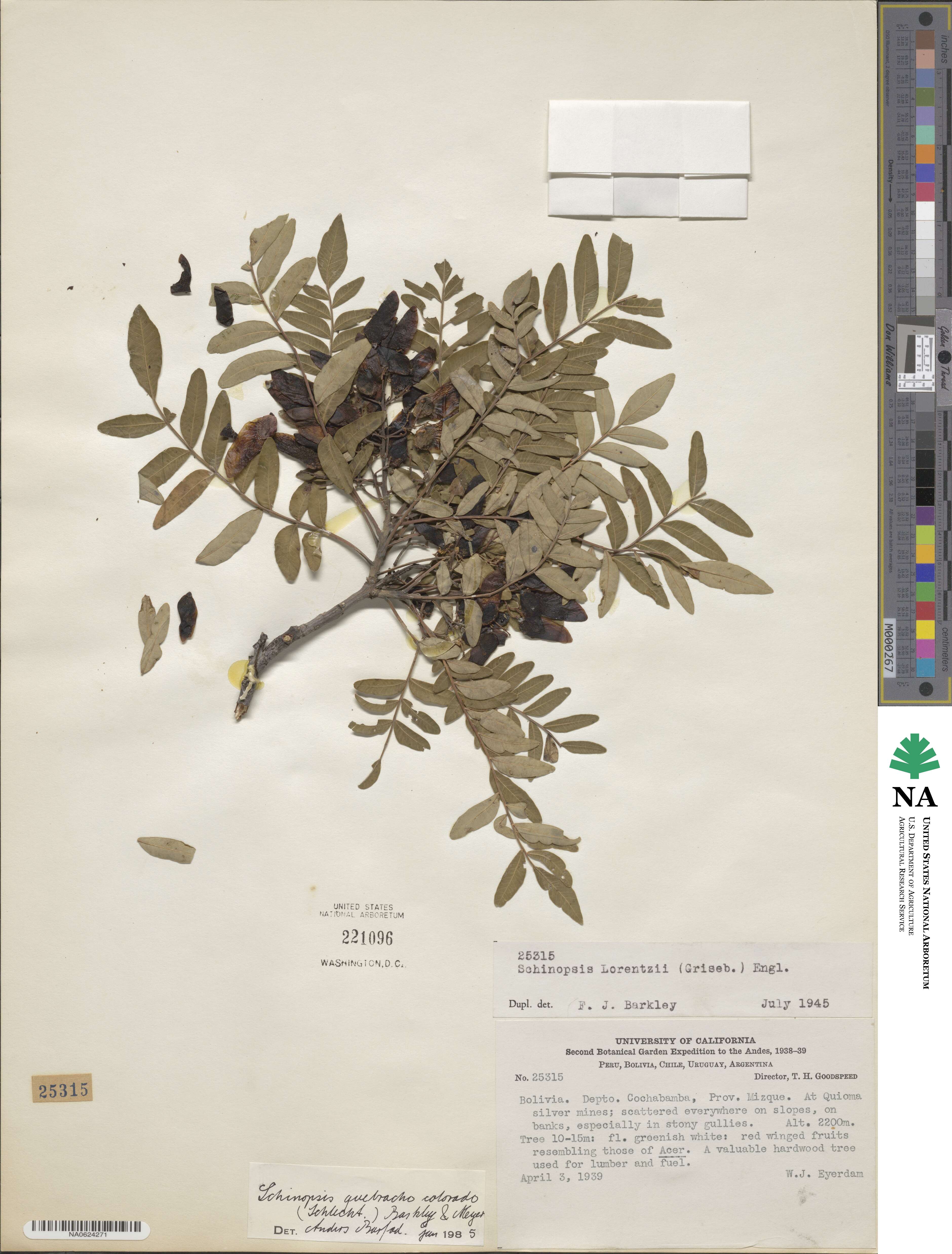 Schinopsis image
