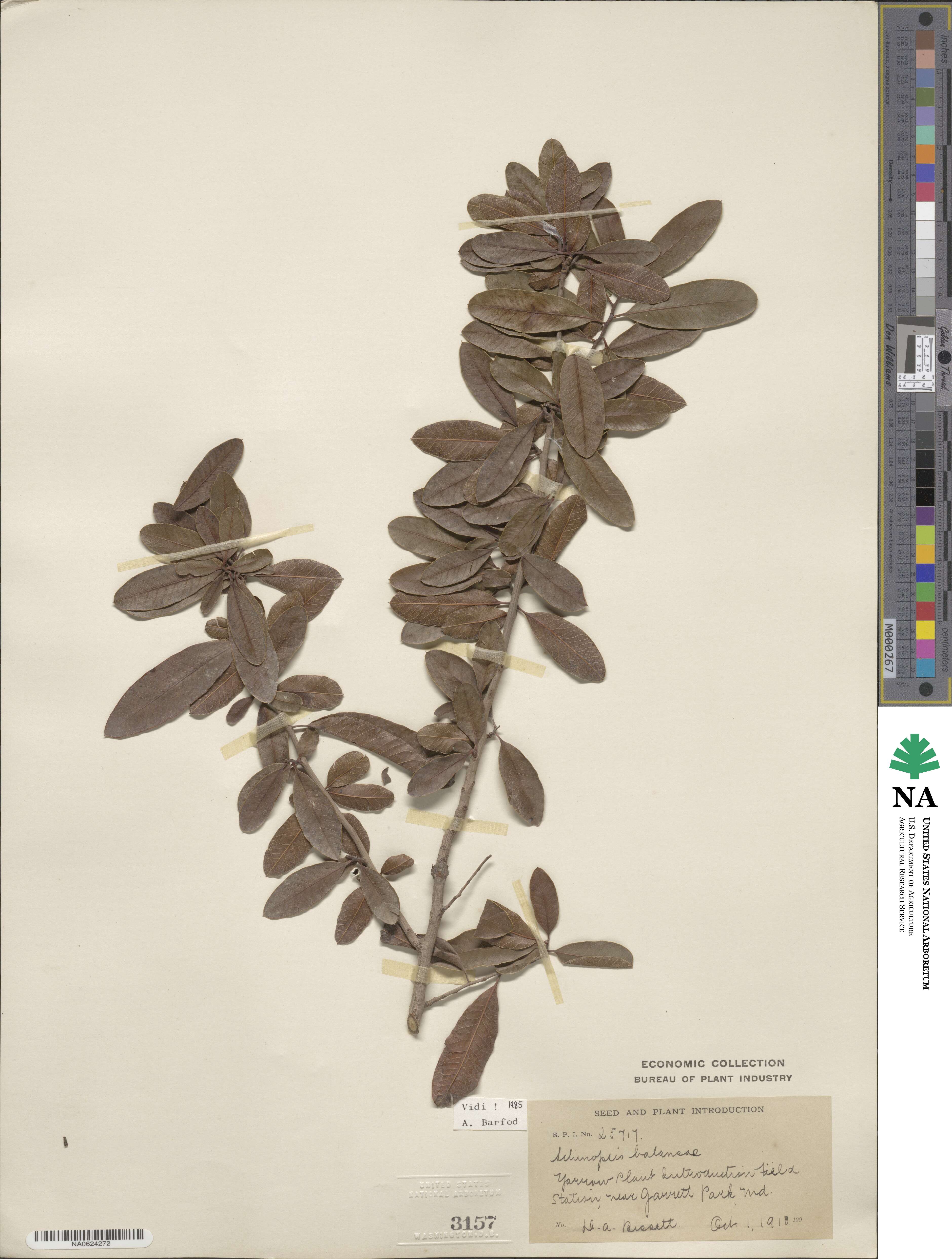 Schinopsis balansae image