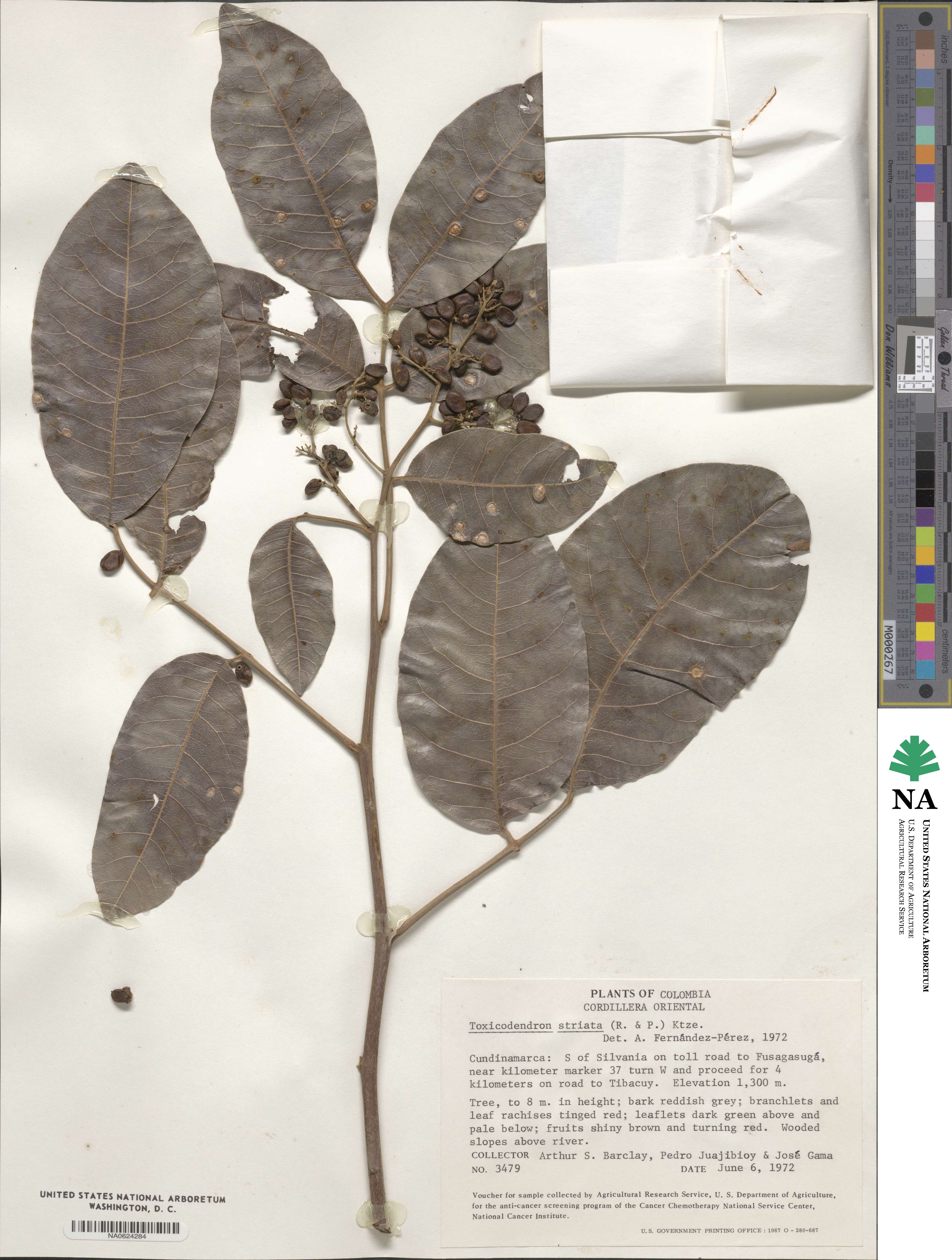 Toxicodendron striatum image