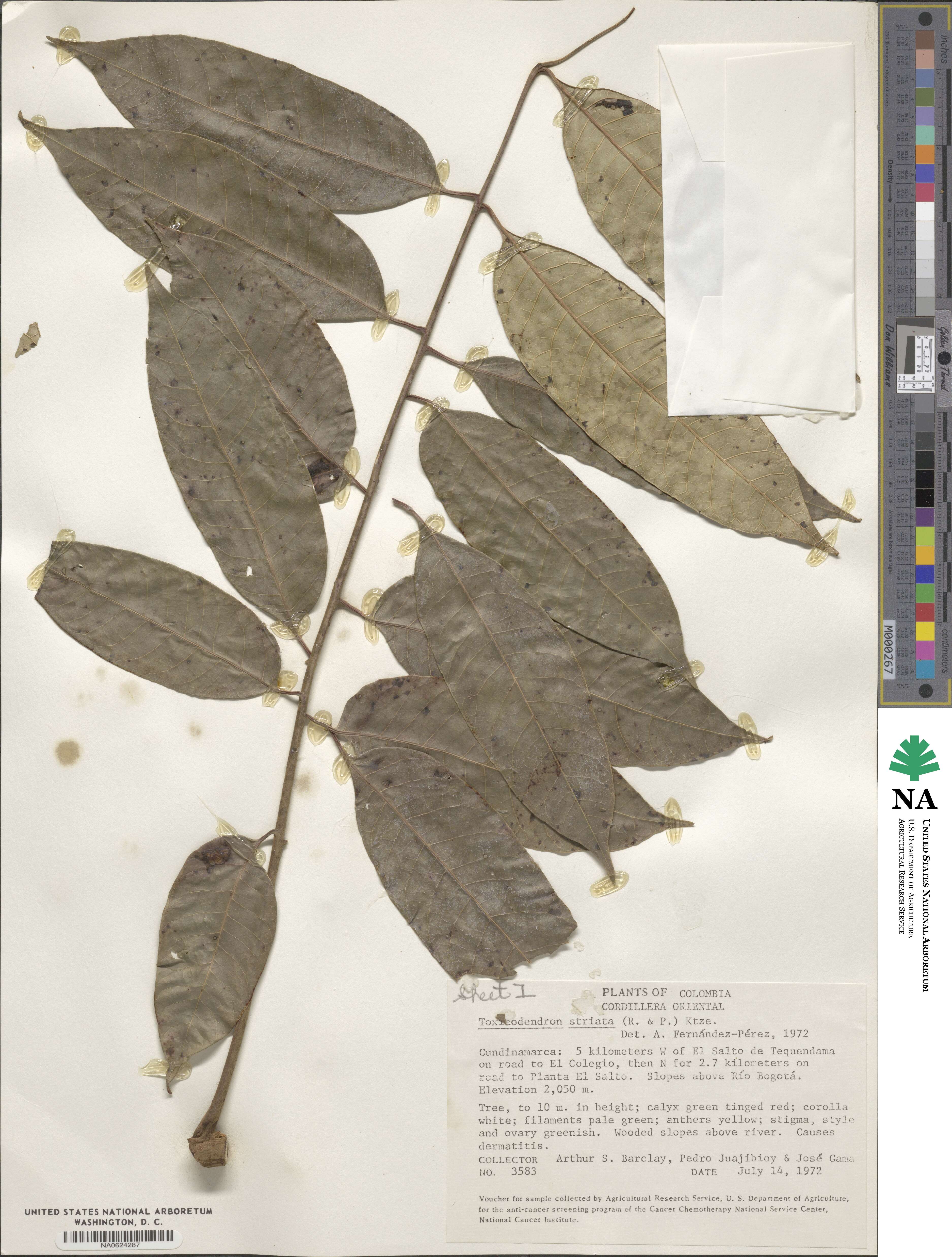 Toxicodendron striatum image