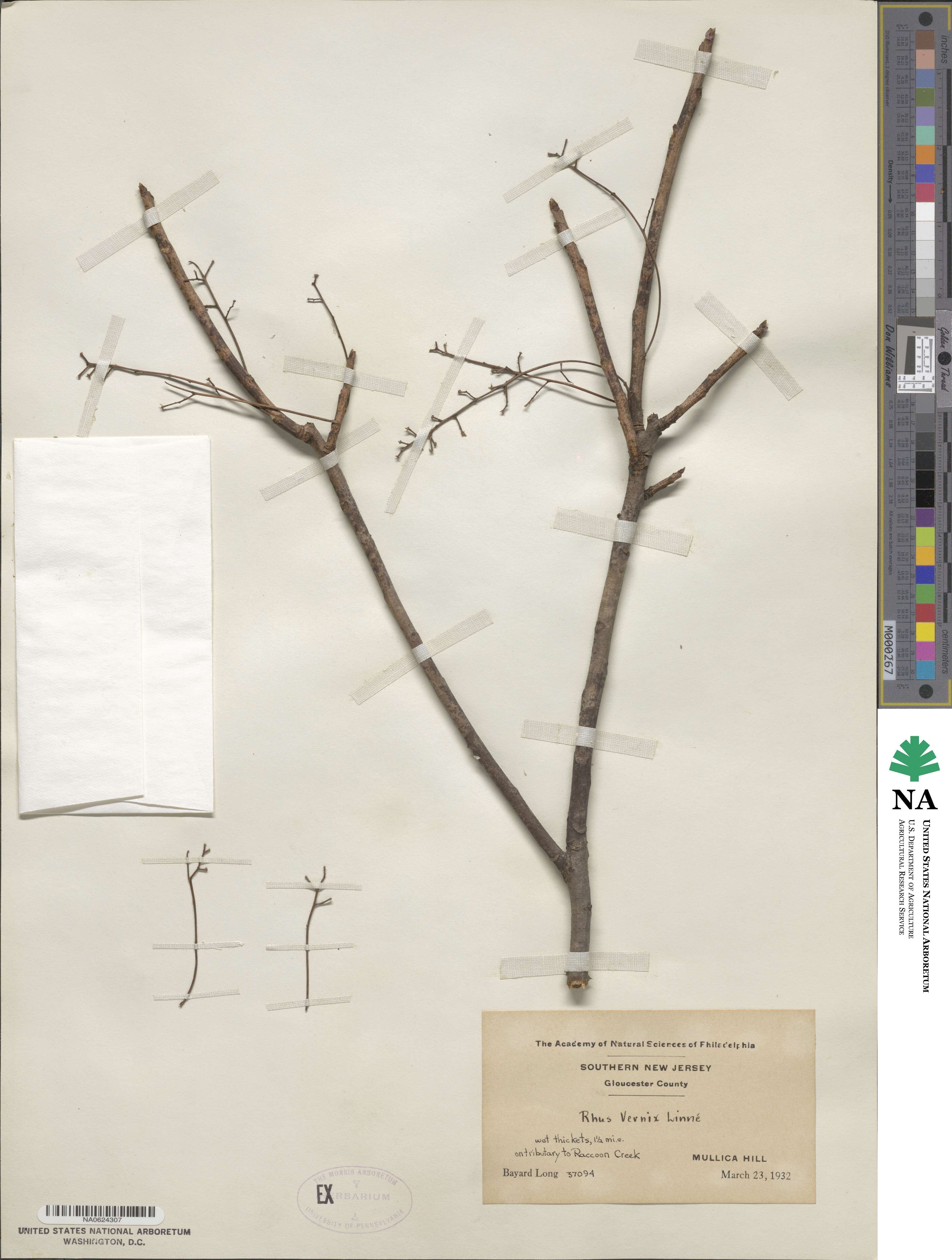 Toxicodendron image
