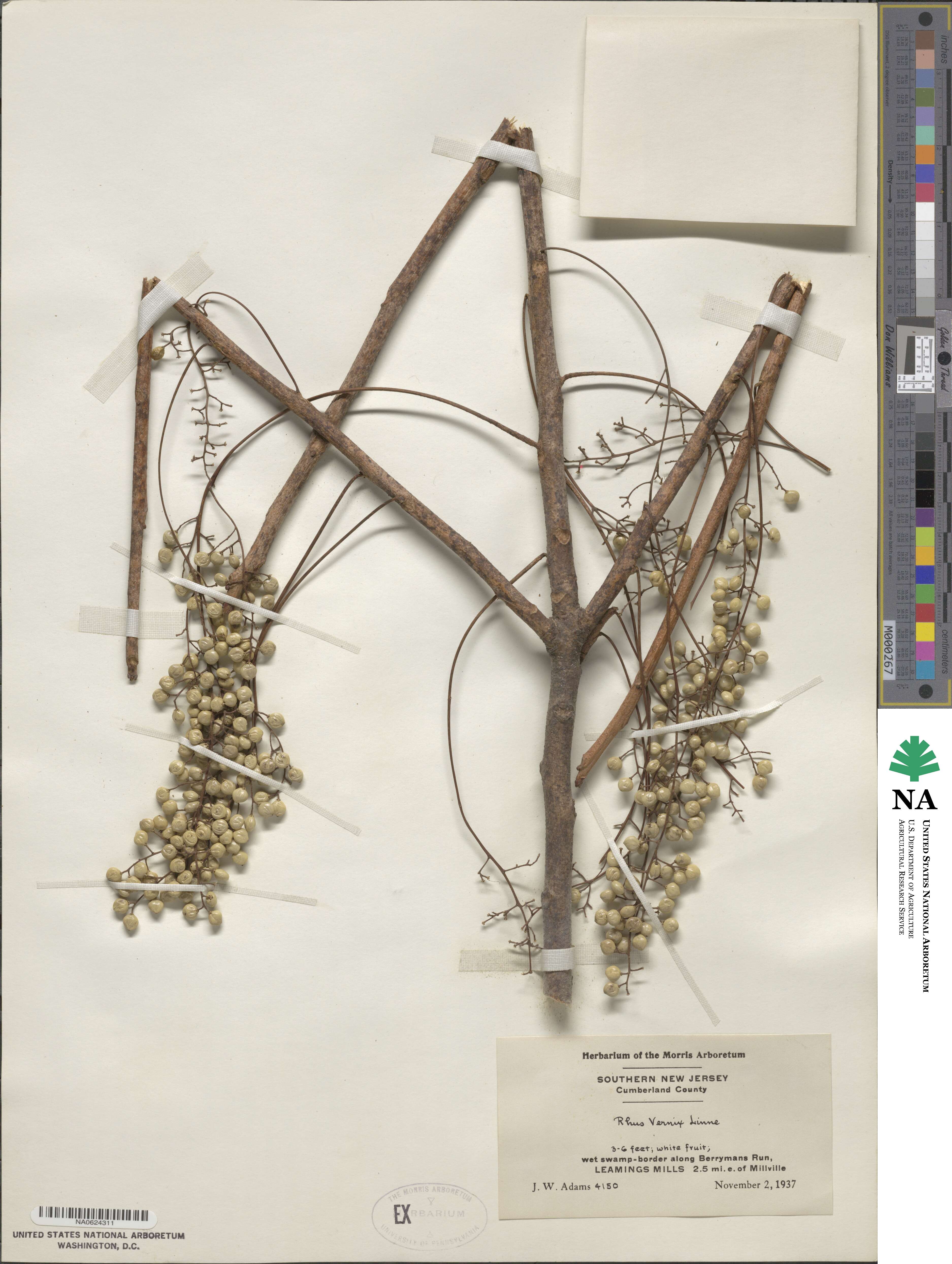 Toxicodendron vernix image