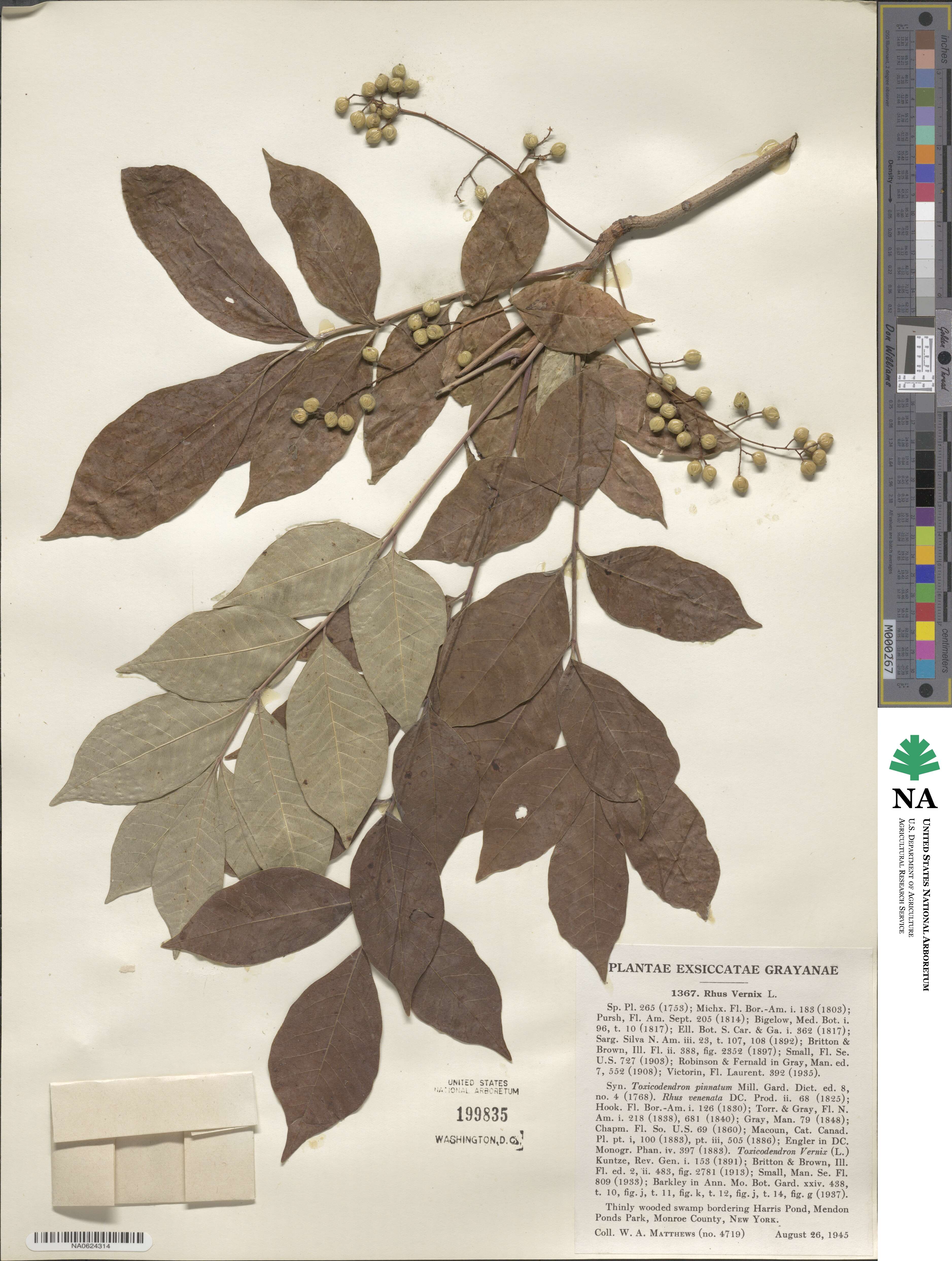 Toxicodendron vernix image