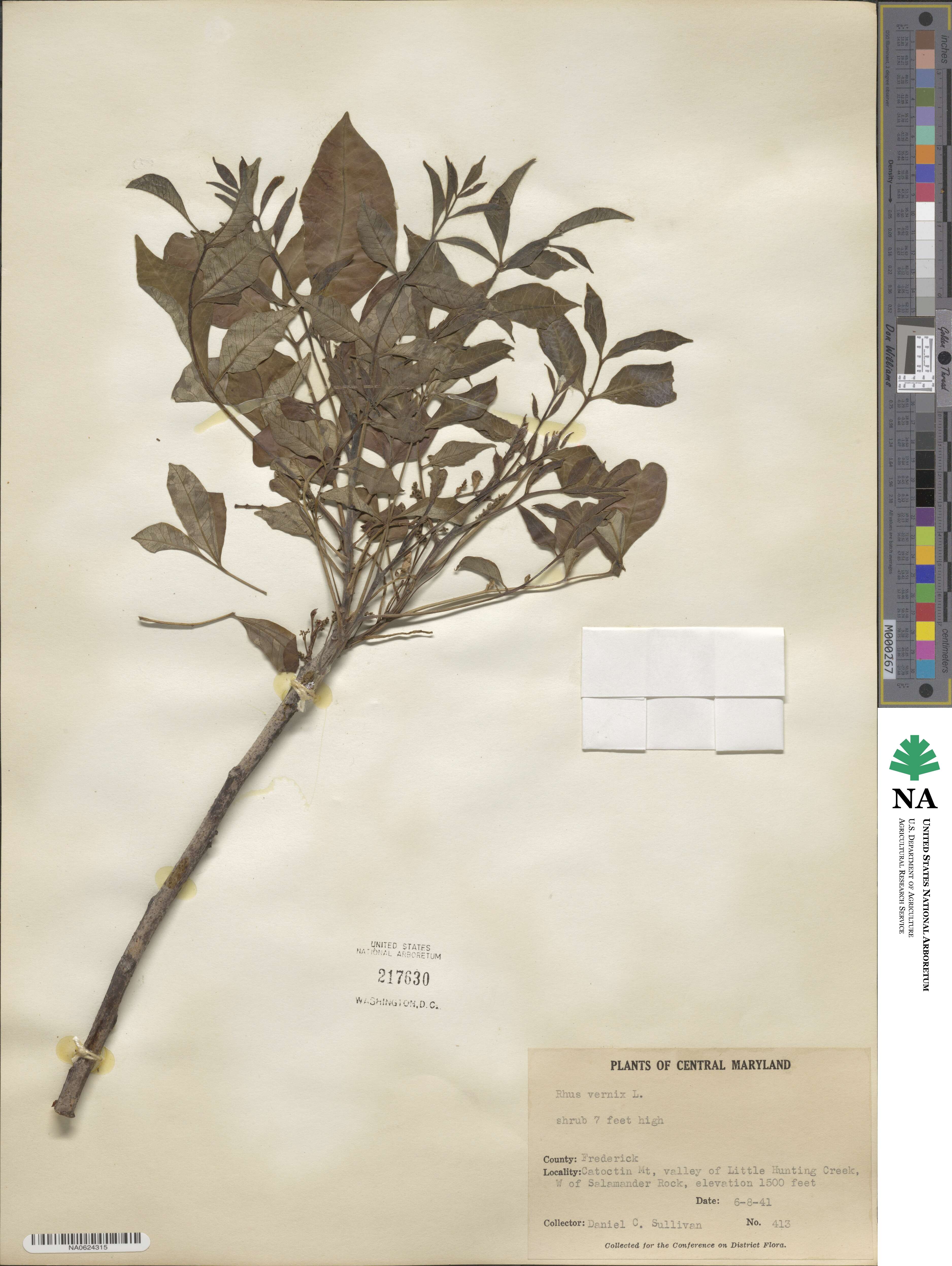 Toxicodendron vernix image