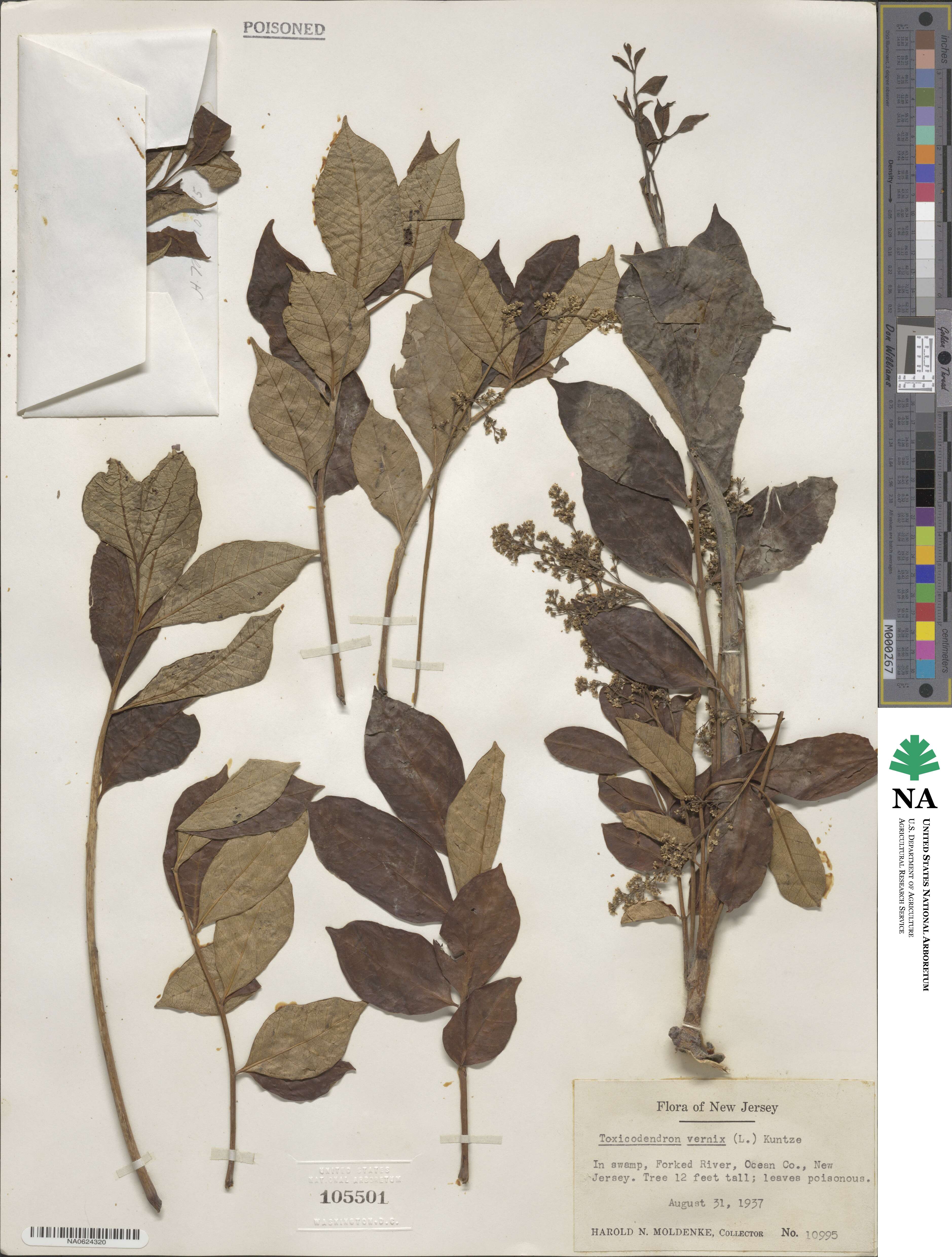 Toxicodendron vernix image