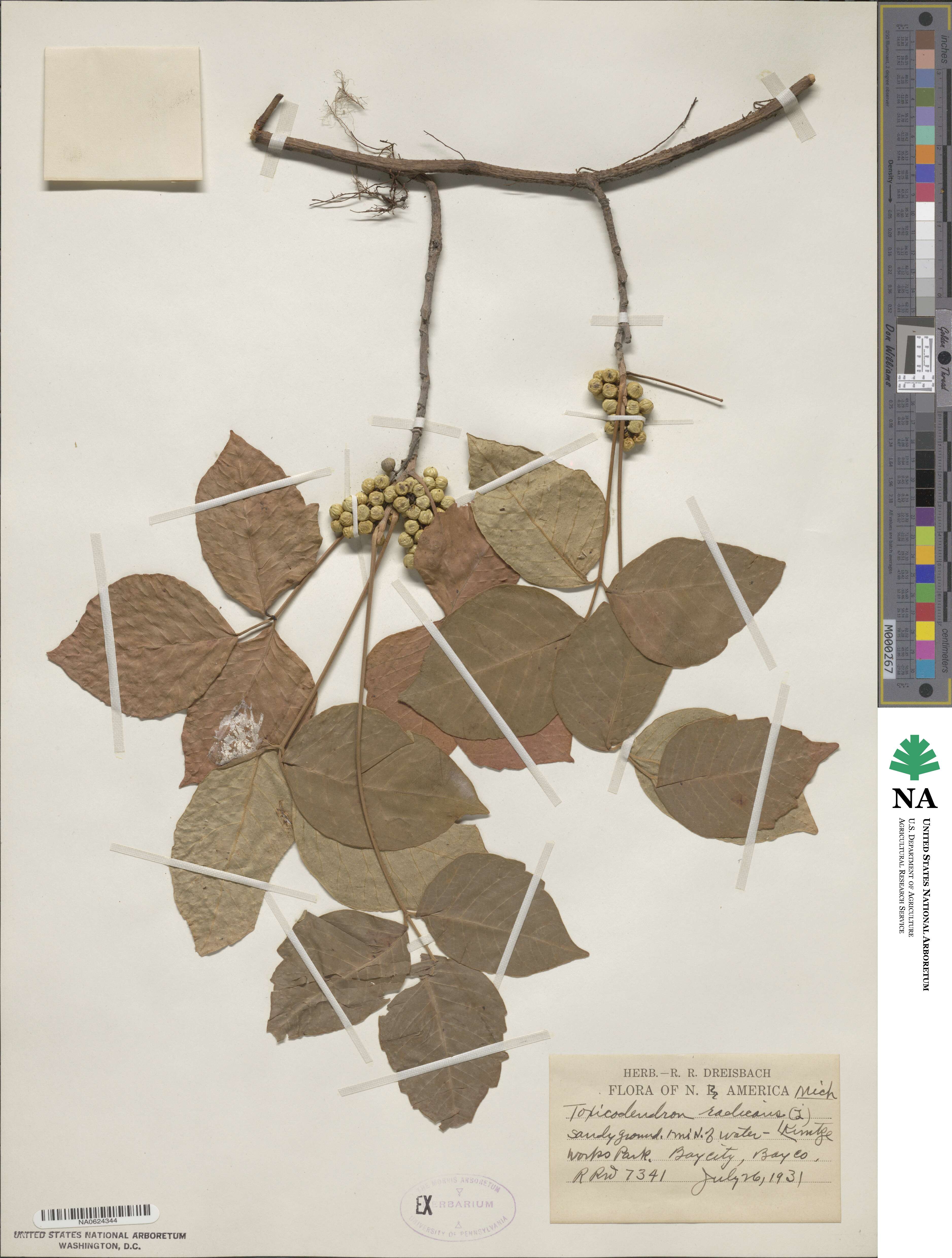 Toxicodendron pubescens image