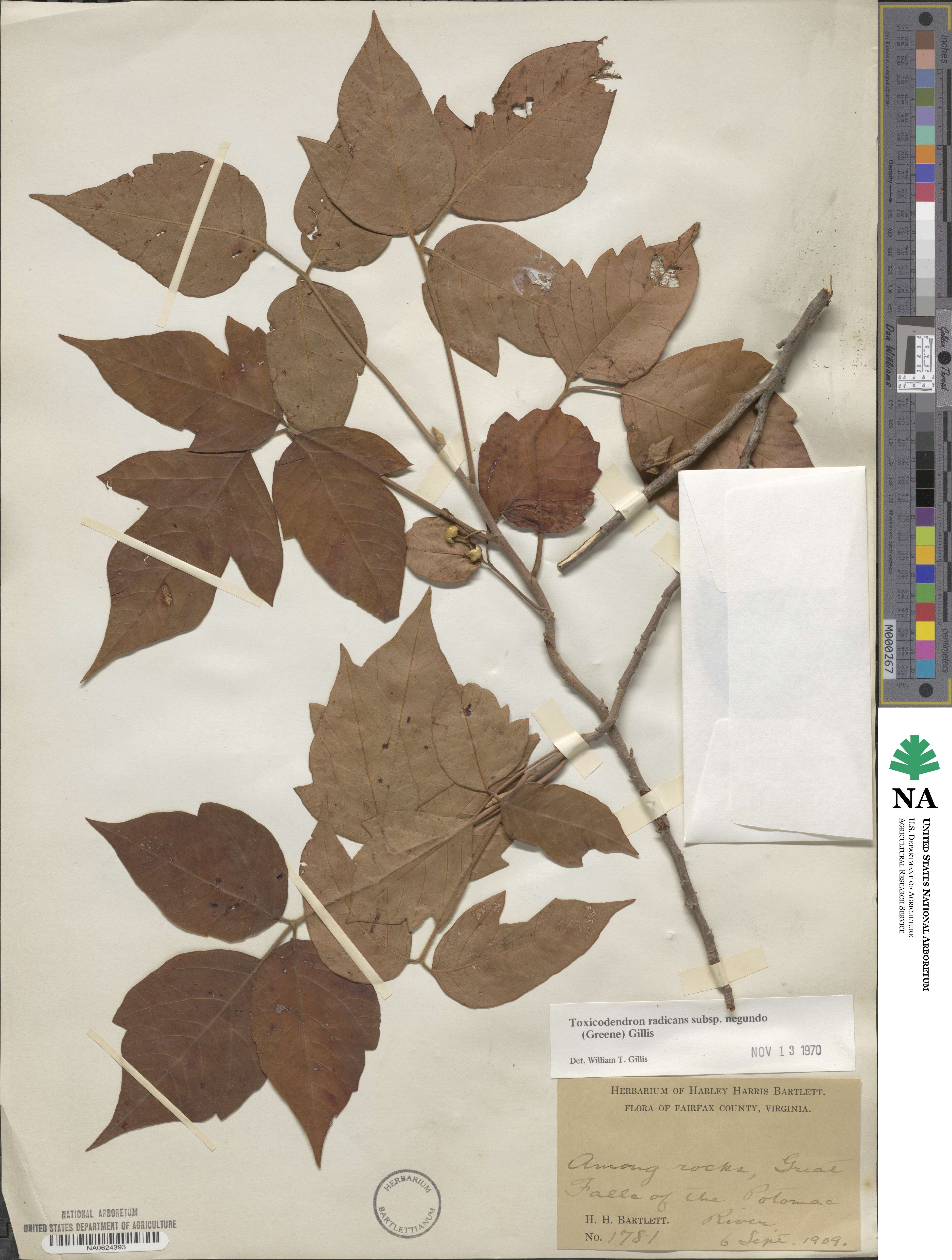 Toxicodendron radicans image