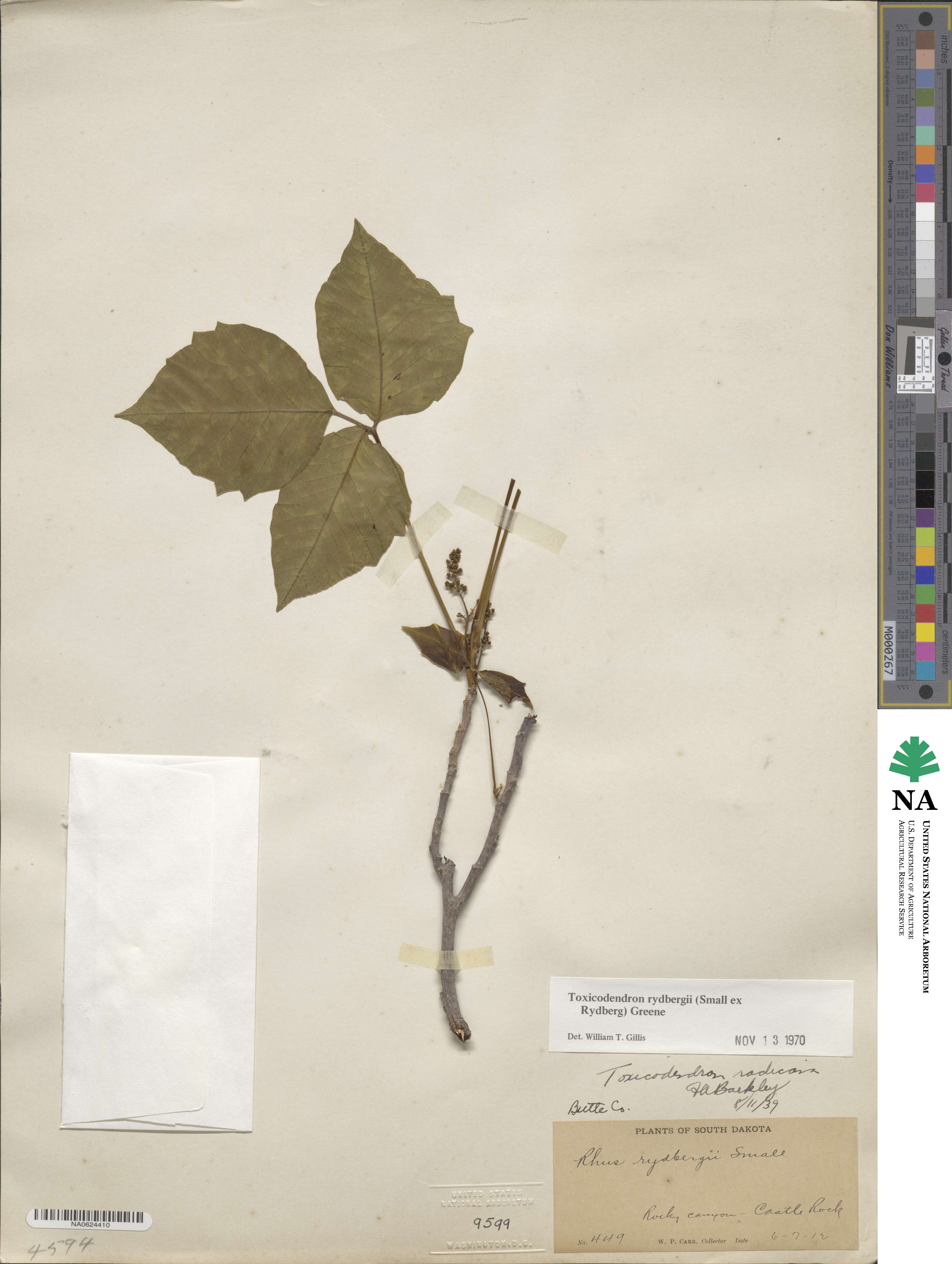 Toxicodendron rydbergii image