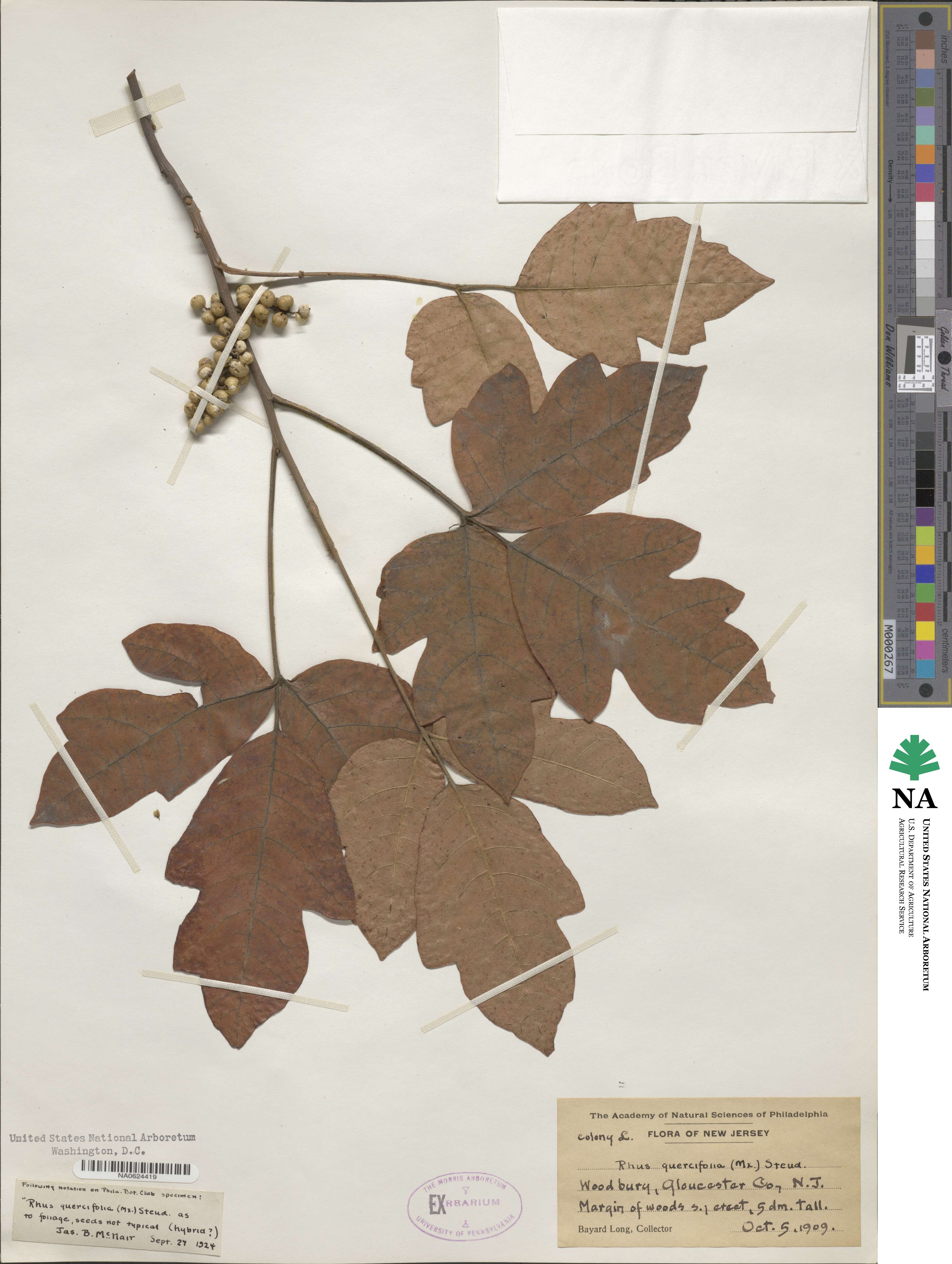 Toxicodendron pubescens image